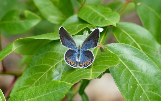 A vibrant blue butterfly, wings open, sits on grass-green, glossy foliage.