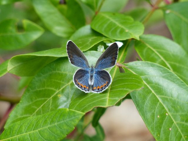 A vibrant blue butterfly, wings open, sits on grass-green, glossy foliage.