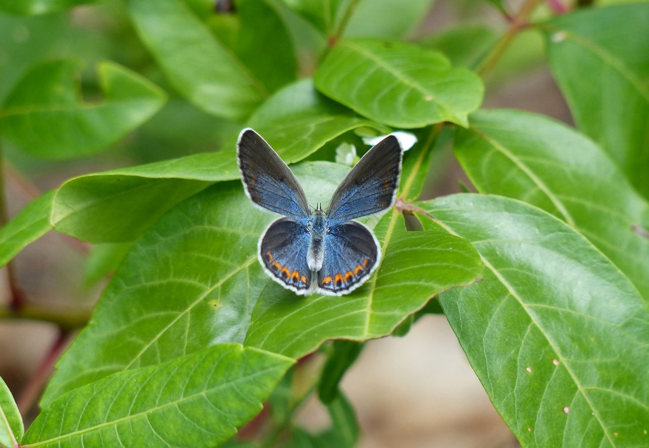 Kitty Todd Nature Preserve The Nature Conservancy