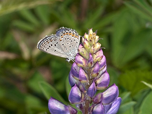 Small, silvery butterfly with blue and orange spots on wings sits at top of conical flower with purple petals.