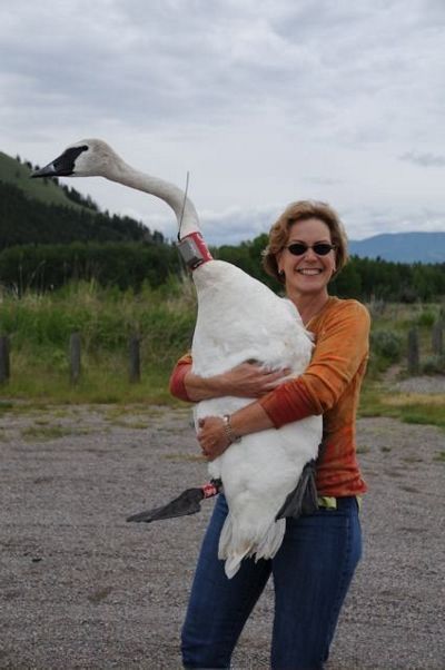 A woman holding a trumpeter swan.