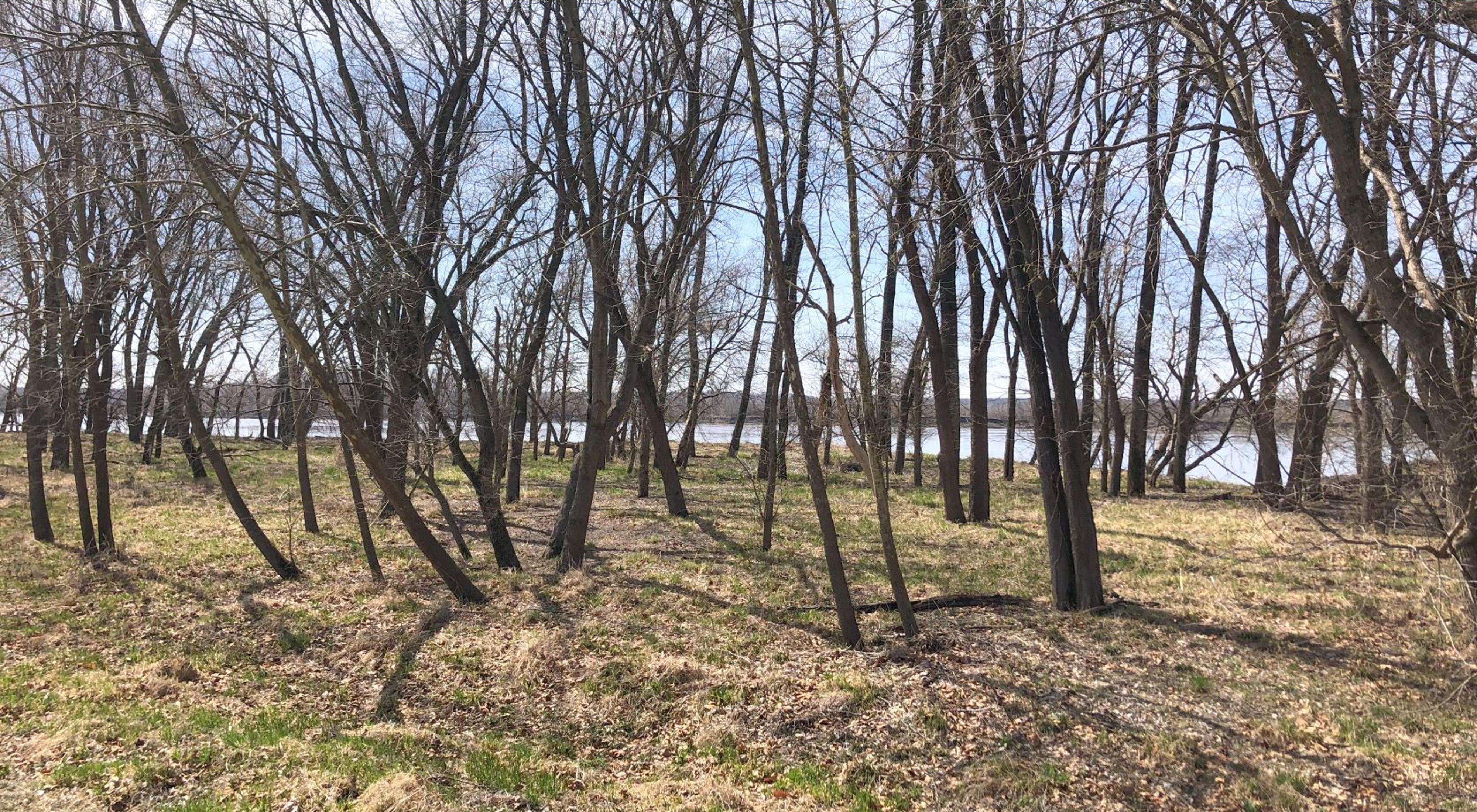 A group of trees line the bank of the Missouri River.