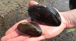 A hand displays one large, brown freshwater mussel and one smaller version.
