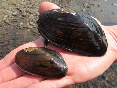 A hand displays one large, brown freshwater mussel and one smaller version.