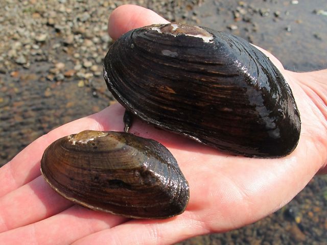 A hand holds two black mussels.
