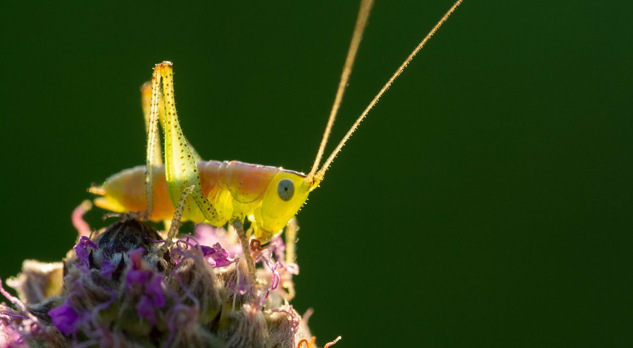 A translucent light green katydid nymph perched on a milkweed bloom.