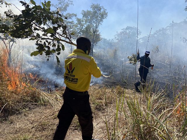 A man holds up a small tree branch and prepares to beat down a small flame in some dry brush during a controlled burn.