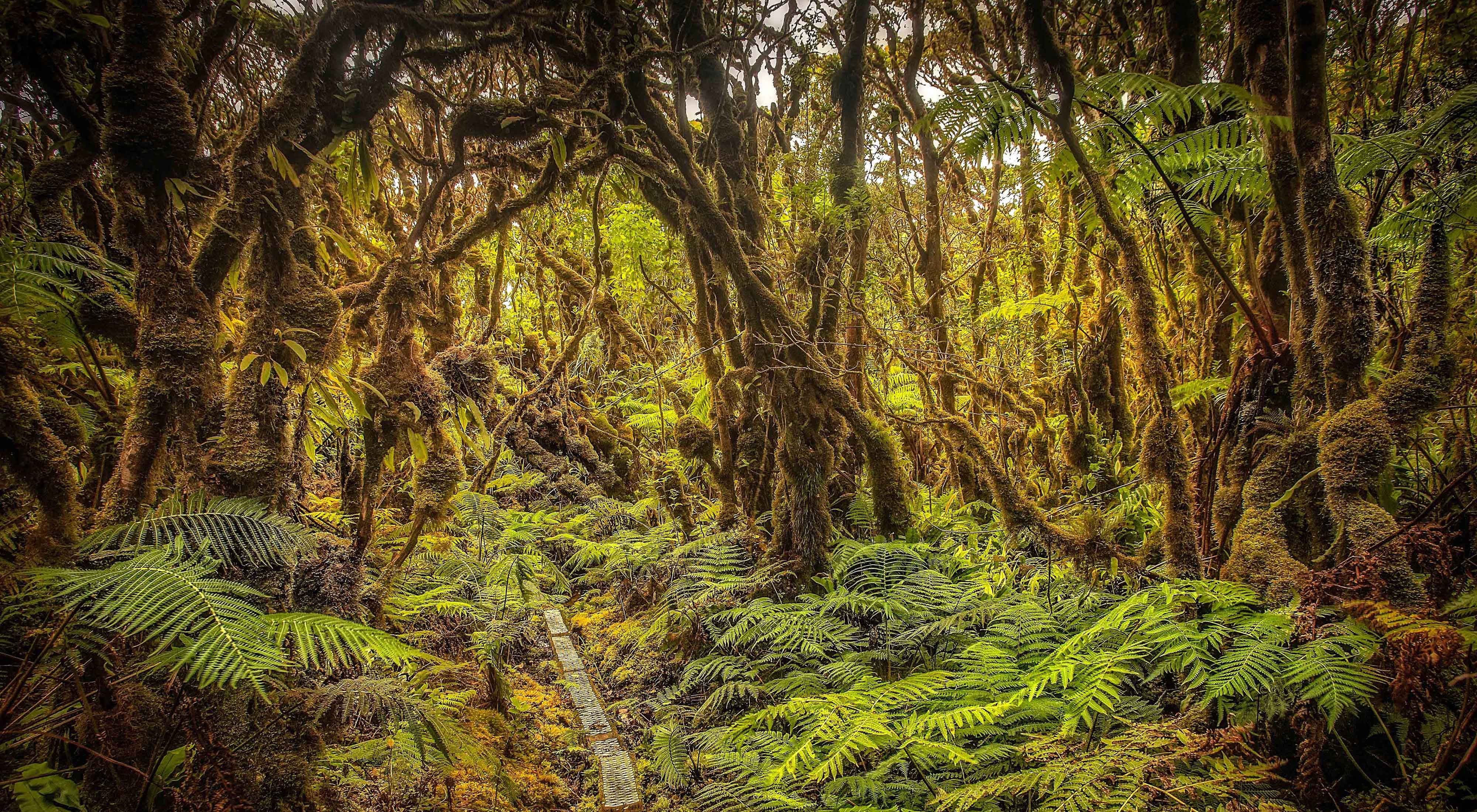 Lush, dense tropical rainforest filled with moss-covered trees and ferns on the forest floor.