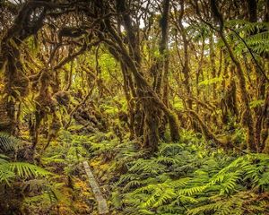 Lush rainforest with moss-covered trees and a fern-covered forest floor.