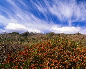 Red bushes in a field under blue sky with cloud streaks.