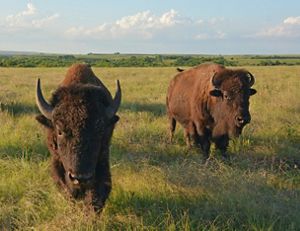 Two adult bison standing in a green field of grass.