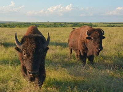 Two adult bison standing in a green field of grass.
