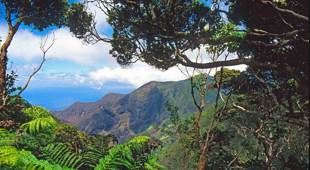 Looking through trees to West Maui Mountains in Hawaiʻi.