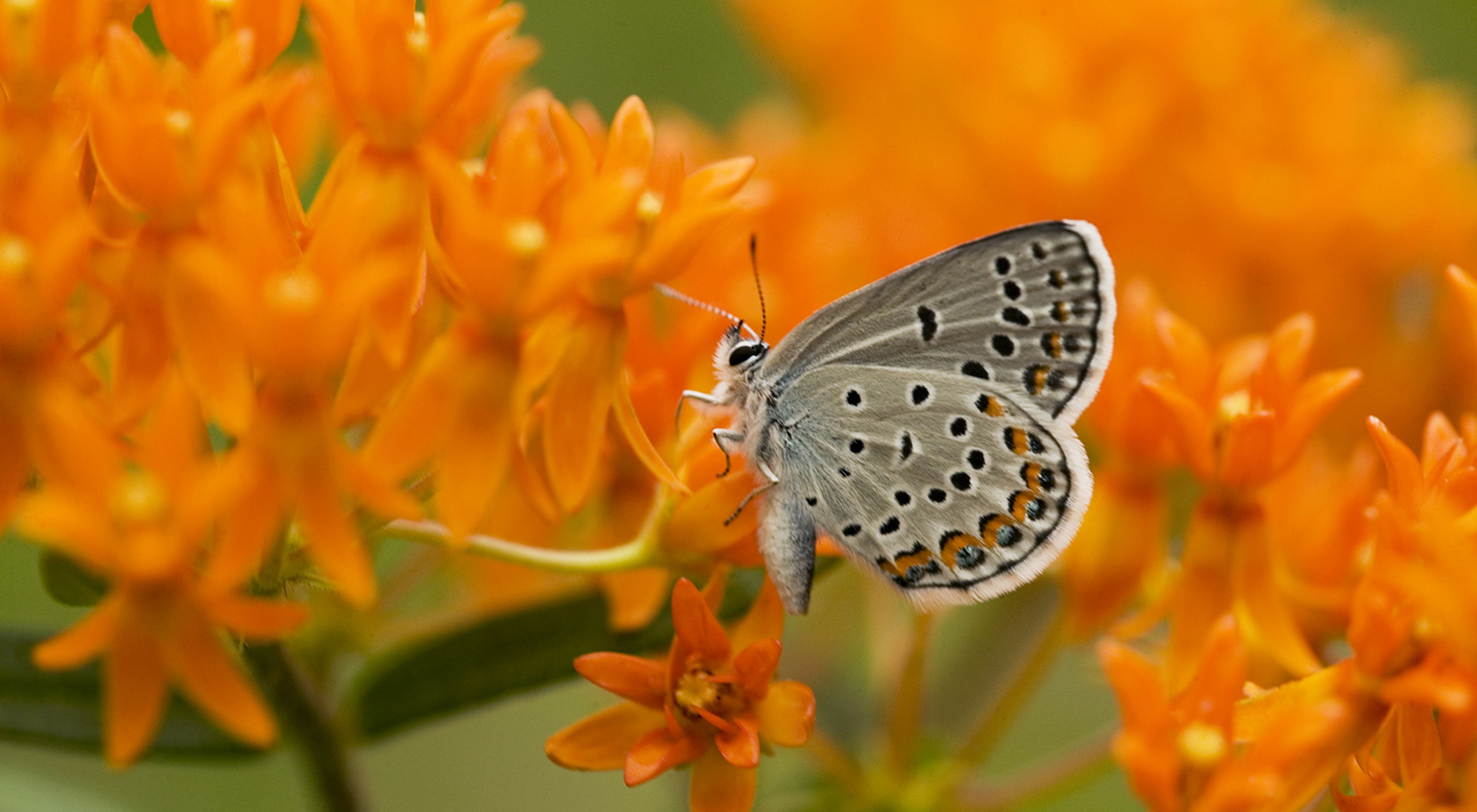 A small blue-gray butterfly with dark spots sits on a cluster of small, bright orange flowers.