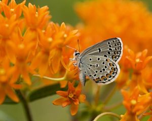 A small blue-gray butterfly with dark spots sits on a cluster of bright orange flowers.