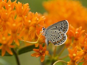 A small blue-gray butterfly with dark spots sits on a cluster of bright orange flowers.