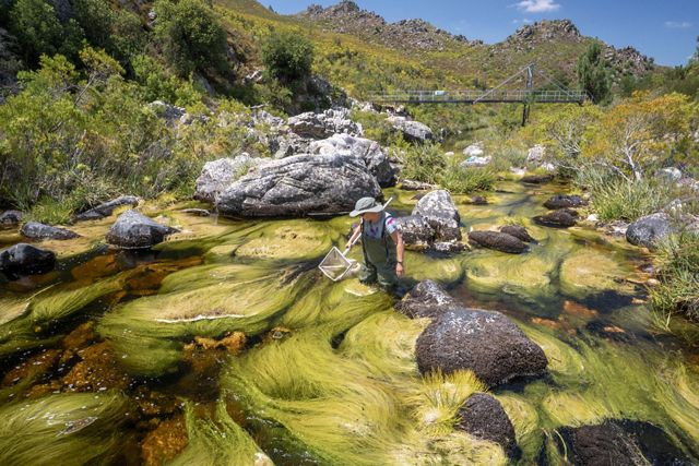 A scientist stands in a weedy river with a net.