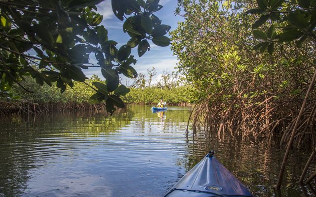 First-person view from a blue kayak of another person in a blue kayak paddling on calm, flat water among dense mangrove forests, with the trees' tangled roots exposed above the water line.