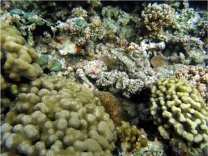 Rocky and dome-shaped coral of varying pastel colors.