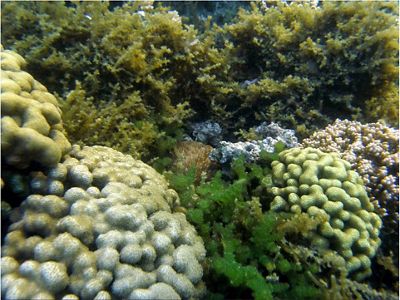 Olive green algae covering large areas coral.