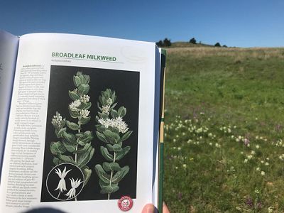 Plant identification book opened to a page on broadleaf milkweed.
