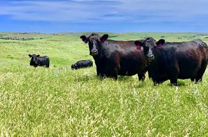The cows roam far on the Lazy KT Ranch in Oklahoma.