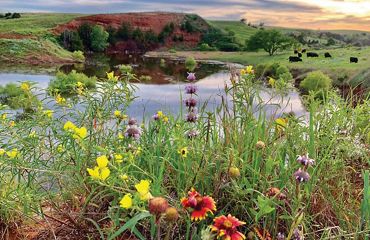 Close up of native Oklahoma wildflowers on the edge of a reflecting pond at the Lazy KT Cattle Ranch.