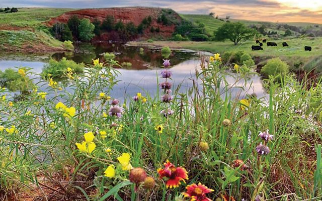 Close up of native Oklahoma wildflowers on the edge of a reflecting pond at the Lazy KT Cattle Ranch.