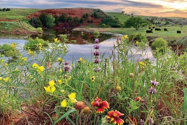 Photo of wildflowers with wetland in background.