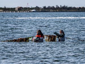 kelp farmers in the water.