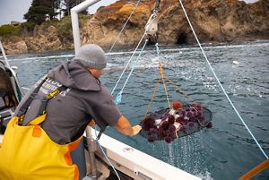 A person on a boat catches a net of urchins.