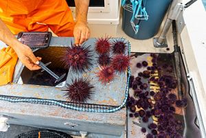 Urchin trapping 