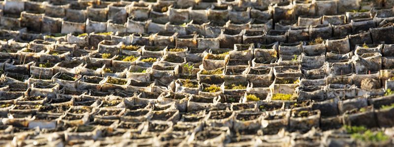 Rows and rows of tiny green seedlings in small white cartons.