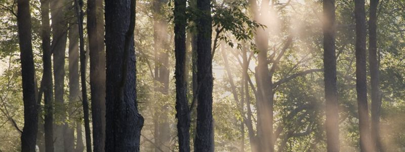 A forest in Kentucky.