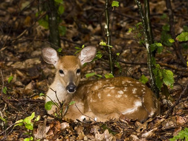Juvenile White-tailed deer