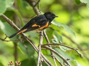 A colorful bird stands on a branch.