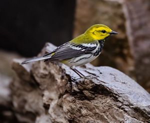 A colorful bird stands on a rock.
