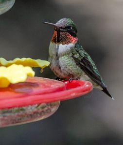 A ruby-throated hummingbird standing on a bird-feeder in a backyard in Kentucky.