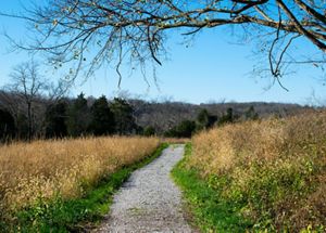 A hiking trails runs under a tree at Dupree Nature Preserve.