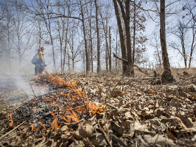 A prescribed fire is lit along a drip line in a forest of trees with leaves scattered over the forest floor.