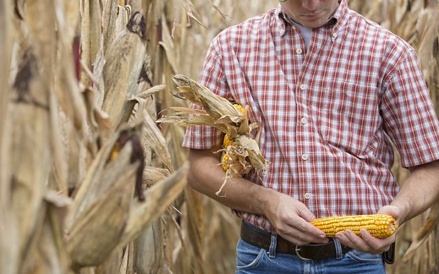 A person in a plaid shirt holds a corn cob in their hands and three corn cobs under their arm while standing among dried out corn plants.