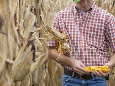 A person in a plaid shirt holds a corn cob in their hands and three corn cobs under their arm while standing among dried out corn plants.