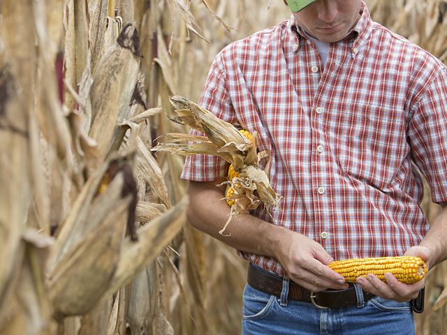 Farmer holding corn.