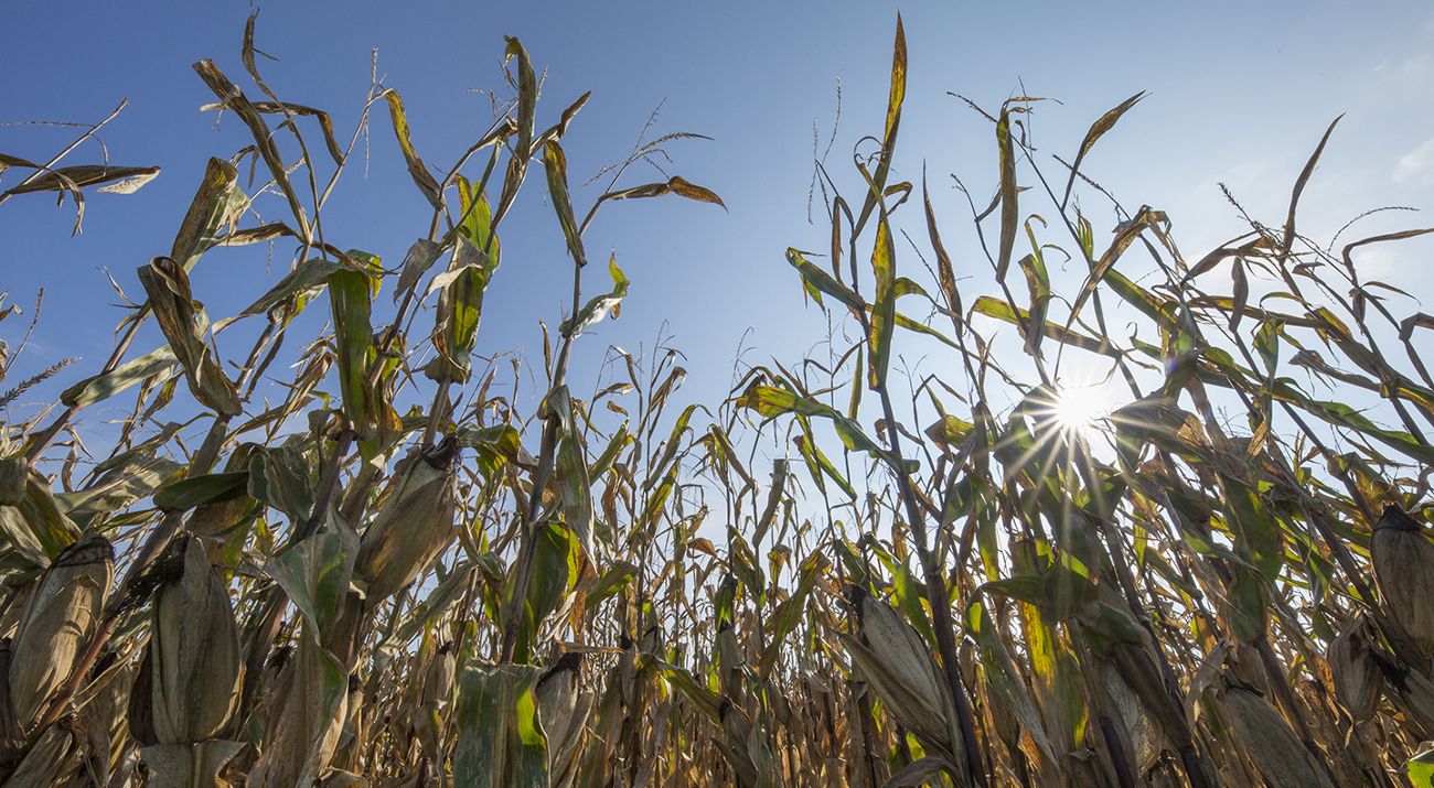 The sun peaks out behind a cornfield.