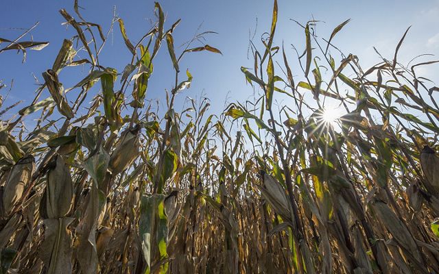 Looking up at corn stalks and sky.