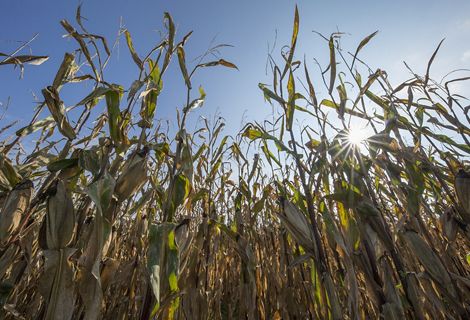 Corn grows up towards a clear blue sky.