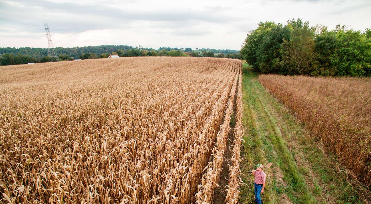 A cornfield on a farm in south-central Kentucky.