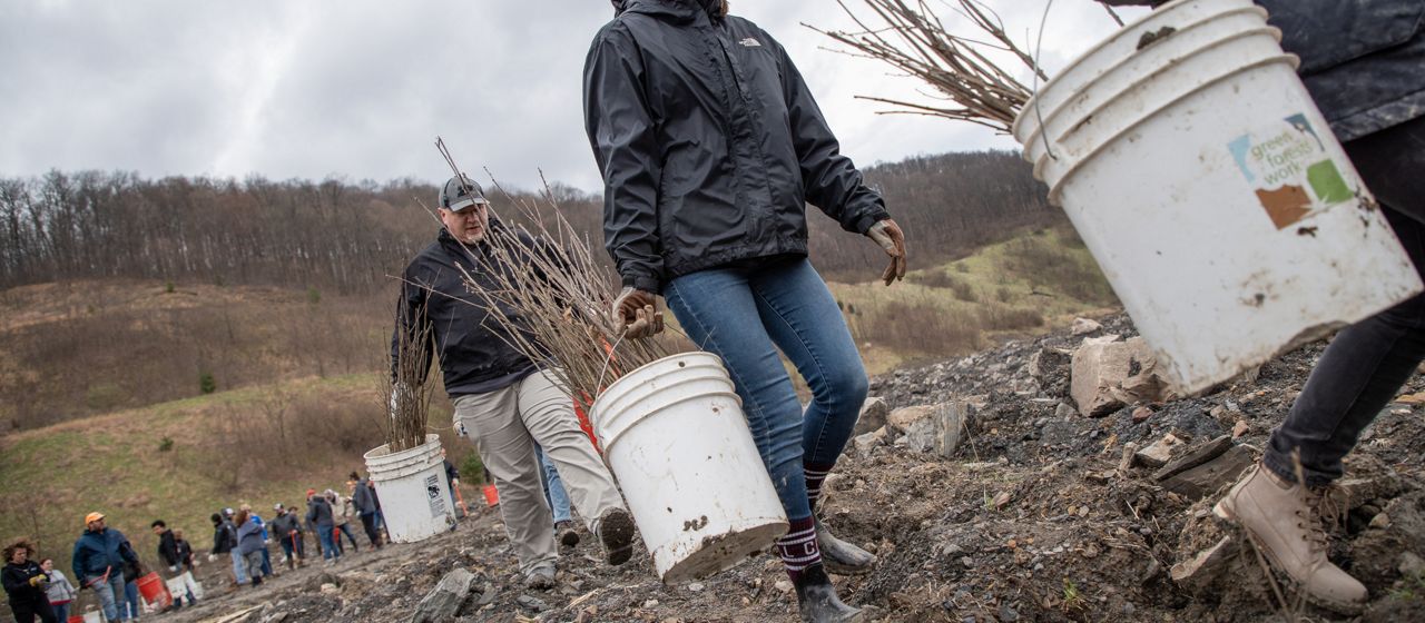 Volunteers carry buckets of tree saplings up a rocky hill on a mountain.
