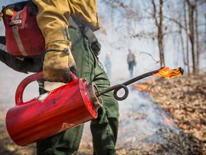A fire management steward holds  a red drip torch which is used in prescribed fires to create controlled burns and prevent wildfire spread.