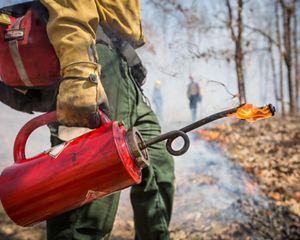 A fire management steward holds  a red drip torch which is used in prescribed fires to create controlled burns and prevent wildfire spread.